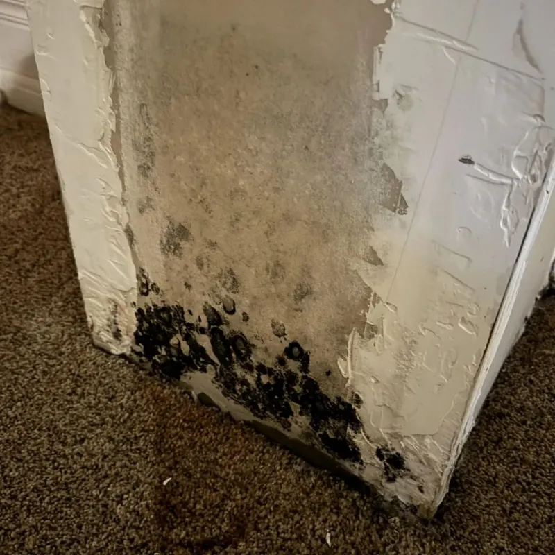 Professional Mold Removal in City of Chesapeake, VA